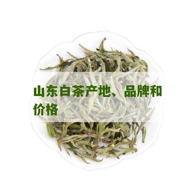 山东白茶产地、品牌和价格