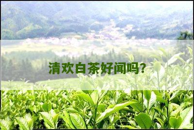 清欢白茶好闻吗？