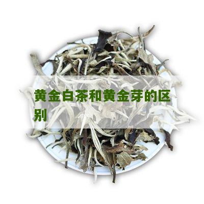 黄金白茶和黄金芽的区别