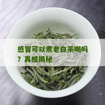 感冒可以煮老白茶喝吗？真相揭秘