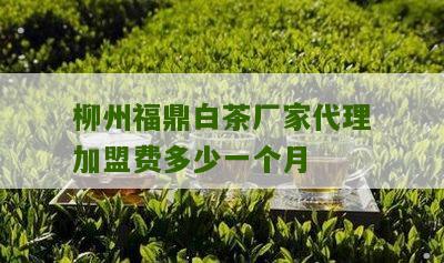 柳州福鼎白茶厂家代理加盟费多少一个月