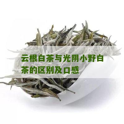 云根白茶与光阴小野白茶的区别及口感