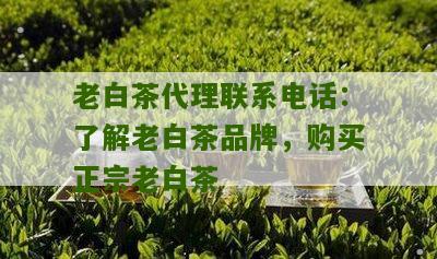 老白茶代理联系电话：了解老白茶品牌，购买正宗老白茶