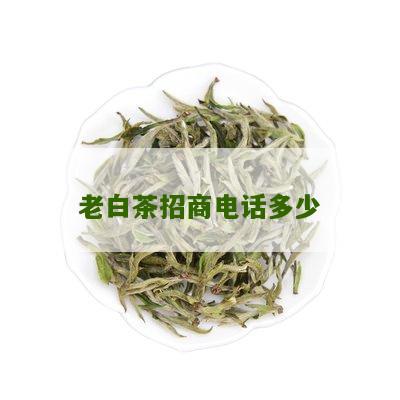 老白茶招商电话多少