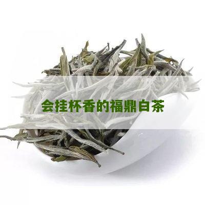 会挂杯香的福鼎白茶