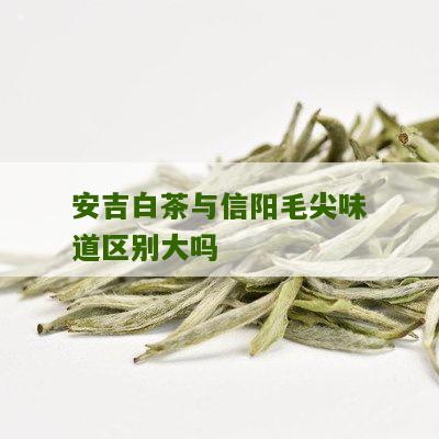 安吉白茶与信阳毛尖味道区别大吗