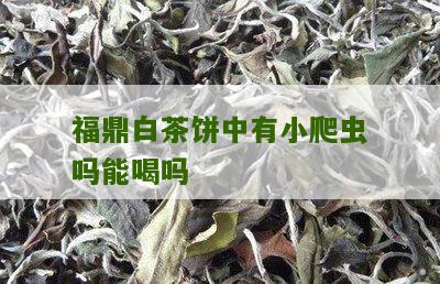 福鼎白茶饼中有小爬虫吗能喝吗