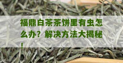 福鼎白茶茶饼里有虫怎么办？解决方法大揭秘！