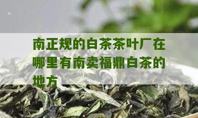 南正规的白茶茶叶厂在哪里有南卖福鼎白茶的地方