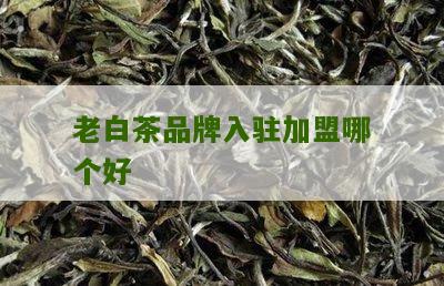 老白茶品牌入驻加盟哪个好