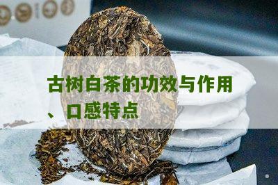 古树白茶的功效与作用、口感特点