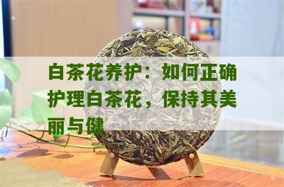 白茶花养护：如何正确护理白茶花，保持其美丽与健