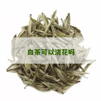 白茶可以浇花吗