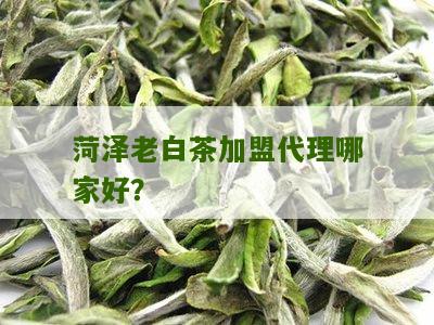 菏泽老白茶加盟代理哪家好？