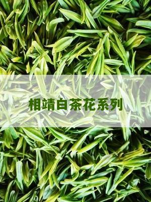 相靖白茶花系列