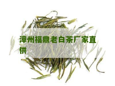 漳州福鼎老白茶厂家直供