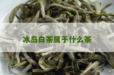 冰岛白茶属于什么茶