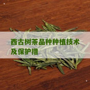 西古树茶品种种植技术及保护措