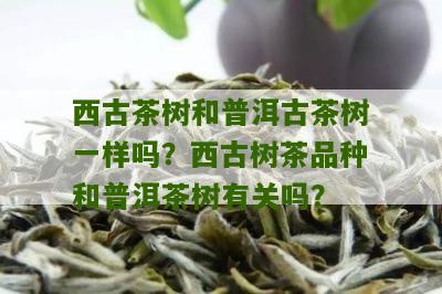 西古茶树和普洱古茶树一样吗？西古树茶品种和普洱茶树有关吗？