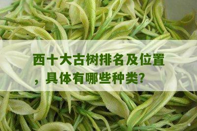 西十大古树排名及位置，具体有哪些种类？