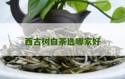 西古树白茶选哪家好