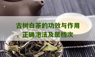 古树白茶的功效与作用，正确泡法及属档次