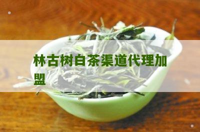 林古树白茶渠道代理加盟