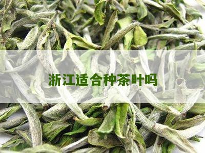 浙江适合种茶叶吗