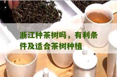 浙江种茶树吗，有利条件及适合茶树种植