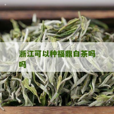 浙江可以种福鼎白茶吗吗