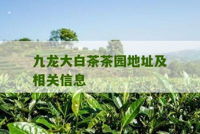 九龙大白茶茶园地址及相关信息