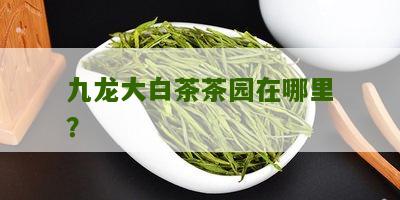 九龙大白茶茶园在哪里？