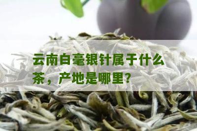 云南白毫银针属于什么茶，产地是哪里？