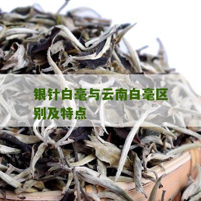 银针白毫与云南白毫区别及特点