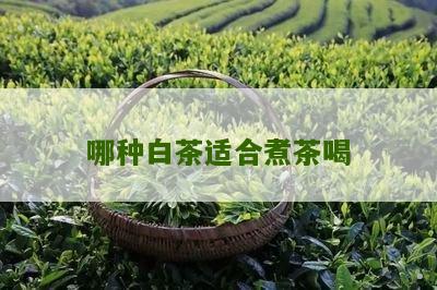 哪种白茶适合煮茶喝