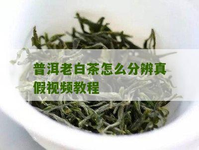 普洱老白茶怎么分辨真假视频教程