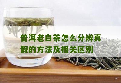 普洱老白茶怎么分辨真假的方法及相关区别