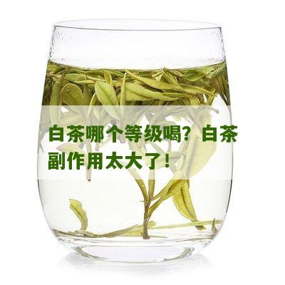 白茶哪个等级喝？白茶副作用太大了！