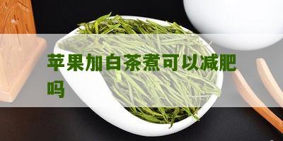 苹果加白茶煮可以减肥吗