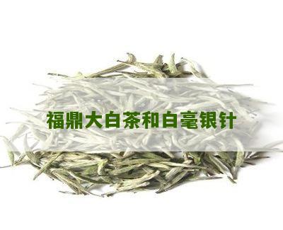 福鼎大白茶和白毫银针