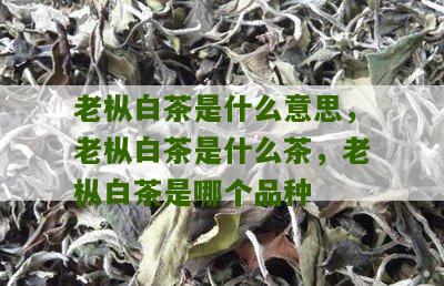 老枞白茶是什么意思，老枞白茶是什么茶，老枞白茶是哪个品种