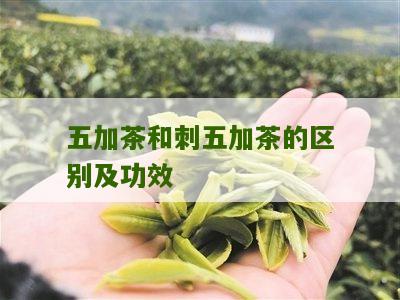 五加茶和刺五加茶的区别及功效