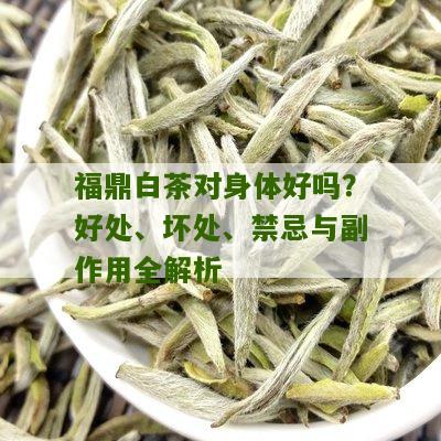 福鼎白茶对身体好吗？好处、坏处、禁忌与副作用全解析