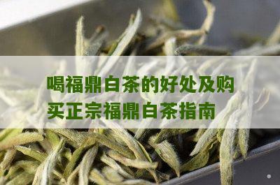 喝福鼎白茶的好处及购买正宗福鼎白茶指南