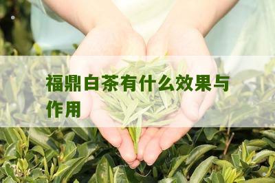 福鼎白茶有什么效果与作用