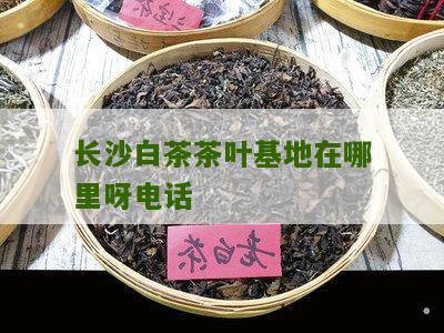 长沙白茶茶叶基地在哪里呀电话