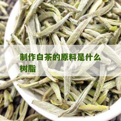 制作白茶的原料是什么树脂