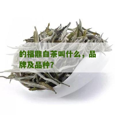 的福鼎白茶叫什么，品牌及品种？