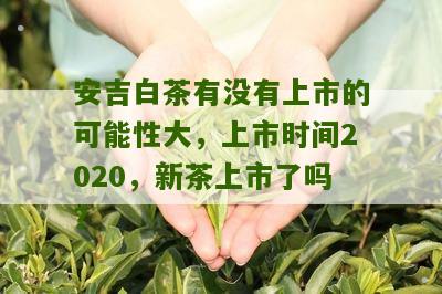 安吉白茶有没有上市的可能性大，上市时间2020，新茶上市了吗？