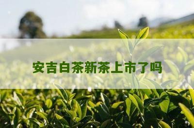 安吉白茶新茶上市了吗